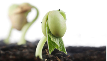 Planting Seeds
